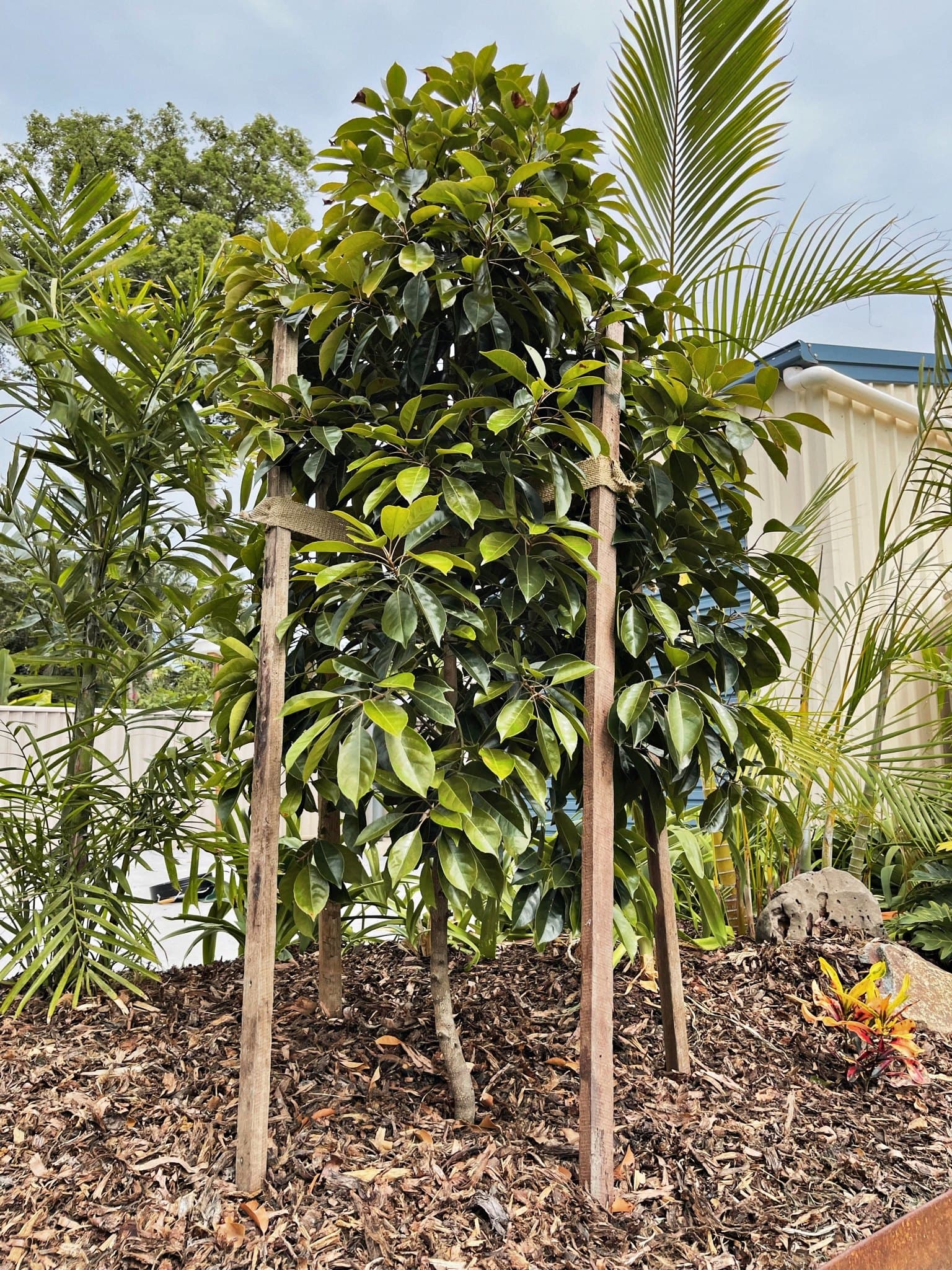 Advanced feature trees selected and planted