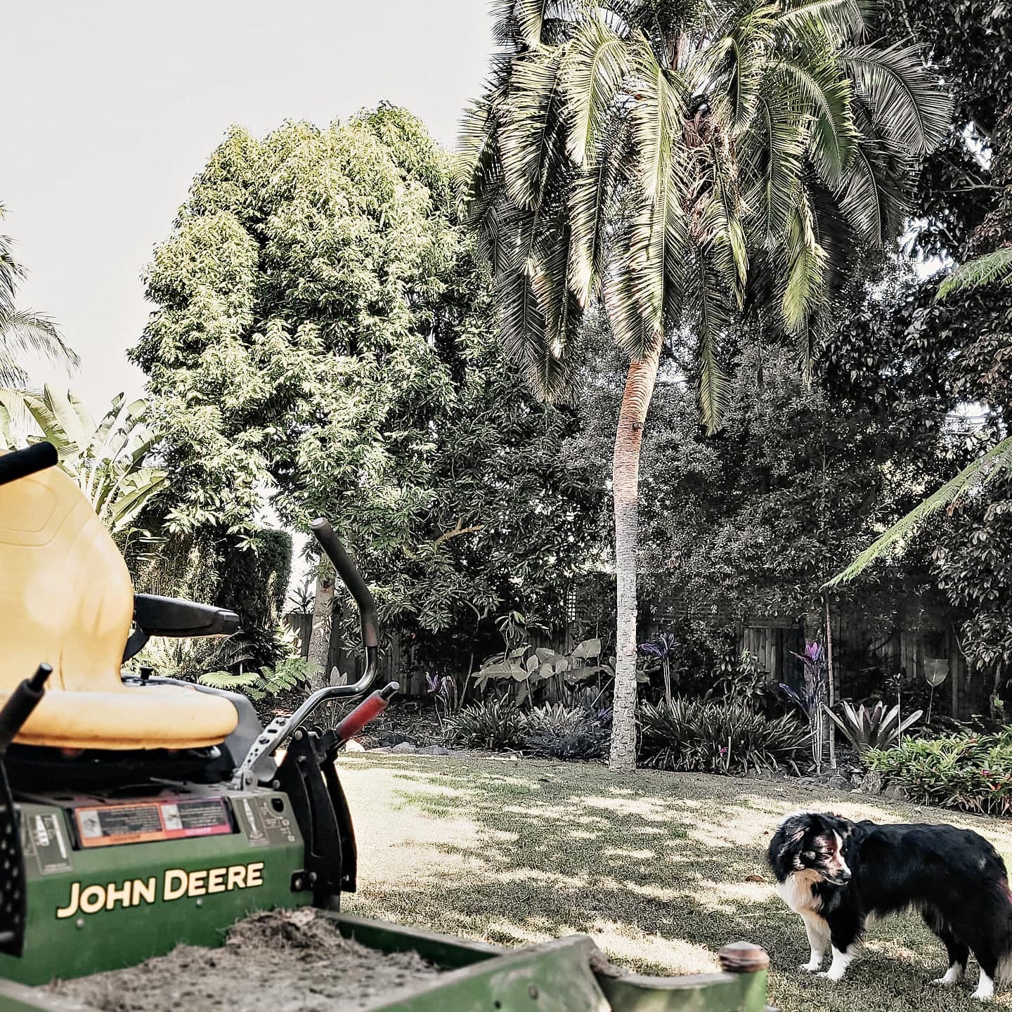 Regular mowing visit under established trees