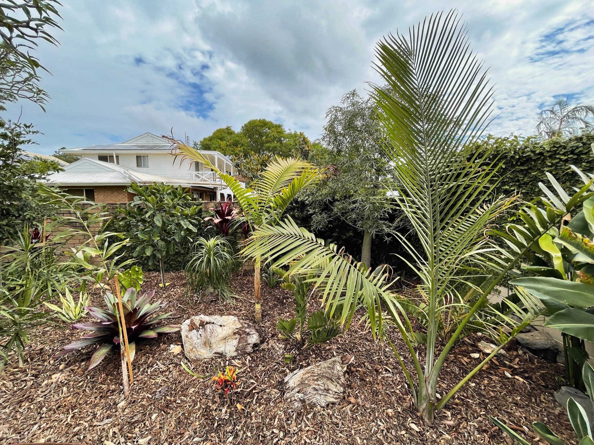 Subtropical planting palette with feature stone